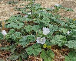 Image result for Malva