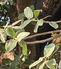 Image result for Ficus stuhlmannii