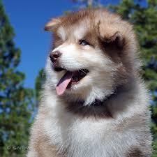 This breed was developed in the 1970s. Snowlion Alaskan Malamutes Alaskan Malamute Breeders In California Nevada