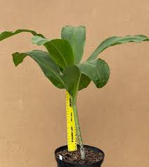 Image result for Scadoxus pole-evansii