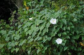 Image result for Ipomoea wightii