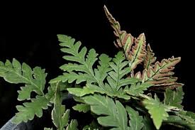 Image result for Doryopteris concolor