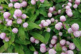 Image result for Gomphrena globosa