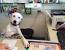 Computer Dog At Desk