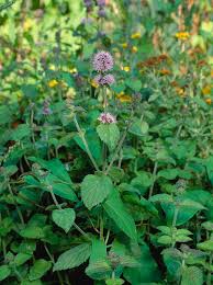 Image result for Mentha aquatica
