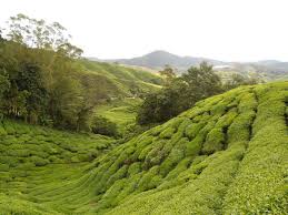 I went to ladang teh boh sungei palas in cameron highland! Cantiknya Ladang Teh Boh Di Cameron Highlands Denaihati