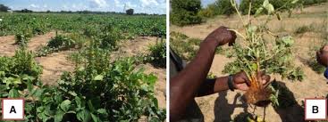 Image result for Alectra vogelii