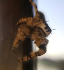 Check spelling or type a new query. 1 765 Cute Spiders Photos Free Royalty Free Stock Photos From Dreamstime