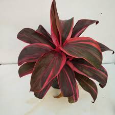 We did not find results for: Red Dracaena Cordyline Red Sister Nursery Buy