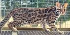 Savannah & Bengal Cats and Kittens for sale - Urban Safari ...