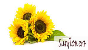 What To Do If Can T Get Red Roses On Valentine Here Are 7 Alternative Uses Of Sunflower Oils For Skin Sunflower Oil