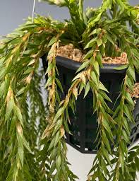 Image result for Huperzia bampsiana