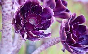 Check spelling or type a new query. Hd Wallpaper Lovely Deep Purple Flowers Purple Succulent Nature Blooms Wallpaper Flare