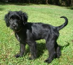 Ben is a 1 year old male flat coated retriever mix whose owner surrendered him and his brother matt to a shelter. Dog Finder Adopt A Dog Or Cat Near You Dogtime Dog Finder Dog Adoption Flat Coated Retriever