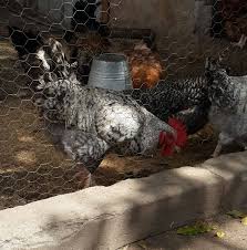Maybe you would like to learn more about one of these? Front Yard Chicken Home Facebook