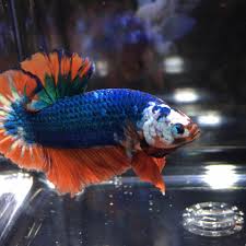 Betta Us Home Facebook