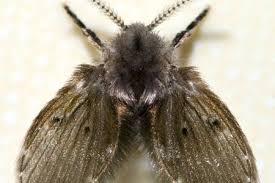 get rid of drain flies indoors or outside