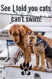 You might not know golden bailey by name, but there's a good chance you've seen one of her funny dog memes. Dog Meme Tips Pt 1 Labrottie Com Dog Memes Dogs Rottweiler