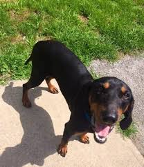 Black And Tan Coonhound Puppies For Sale In Wv Adopt George Cooney On Petfinder Coonhound Black And Tan Humane Society