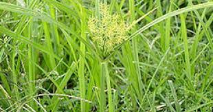 Image result for Cyperus glaucophyllus