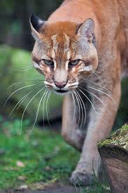 Whiskers Asian Golden Cat Medium Sized Wild Cat Of Southeastern Asia By Johannes Wapelhorst Cats Wild Cats Small Wild Cats