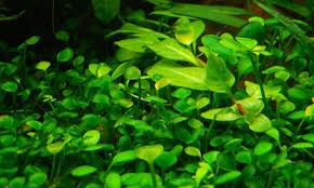 Image result for Marsilea apposita