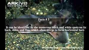 The andean cat episode was terrific, tons of fascinating nuggets of information (tail scarves!) and the slightly more academic angle of the conservationist's efforts helped them see that loving and learning about animals can encompass a. Catshark Fun Facts For Kids