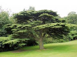 Cedar Tree Cedar Trees Unique Trees Lebanon Tree