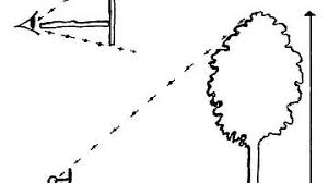 Onf Calculer La Hauteur D Un Arbre Animation