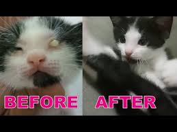 Penyebab dan cara mengatasi mata kucing tertutup selaput putih. Cara Ampuh Mengobati Kucing Sakit Mata Youtube
