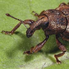 Image result for Plinthus