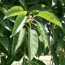 Image result for Ficus virens