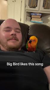 Bird Bobbing Head to Music