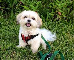 Now you want to own your own pocket sized teddy bear dog? Teddy Bear Puppies For Sale Shichon Puppies Zuchon Puppies