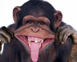 RÃ©sultat de recherche d'images pour "droles de singes"