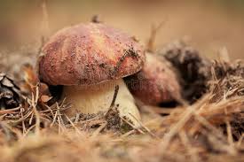 Image result for Boletus speciosus