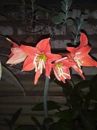 Image result for Hippeastrum puniceum