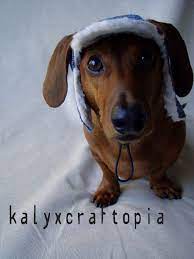 Elmer Fudd Flapjack Dachshund Hat Blue Houndstooth Med Etsy Adorable Doggies Dachshund Hat Dachshund Puppies