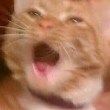 blurred hayvan viralleri komik kediler cok sirin hayvanlar