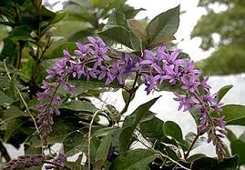 Image result for Petrea volubilis