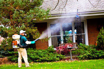 Mosquito fogging service
