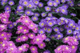 Aster Comes In A Variety Of Colors Aster Flower Flower Dictionary Organic Gardening Magazine