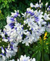 Agapanthus A Very Nice Plant The Main Varieties Of Which Are Evergreen The Flower Has An Interesting Shape Leaves Agapanthus Plant Agapanthus African Lily
