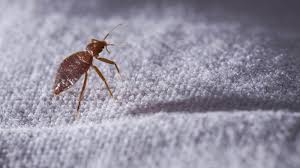 Image result for bedbugs on mattress