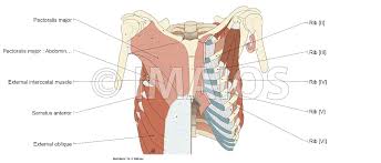 The muscle consists of several strips, which originate from the lateral aspects of. Thoracic Wall And Breast Illustrations