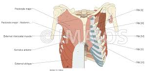 What follows is an abbreviated review of chest anatomy as seen on the lateral chest radiograph. Thoracic Wall And Breast Illustrations