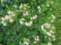 Image result for Guibourtia schliebenii