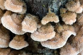 Image result for Craterostigma hirsutum