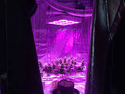 Check spelling or type a new query. Hps Vs Led Grow Lights 5 Barriers To Light Domination Grow Weed Easy
