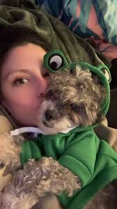 Lost Cat Hollywood in 9th and Hamilton Area of Salina Kansas